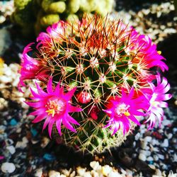 Close-up of cactus flower blooming outdoors