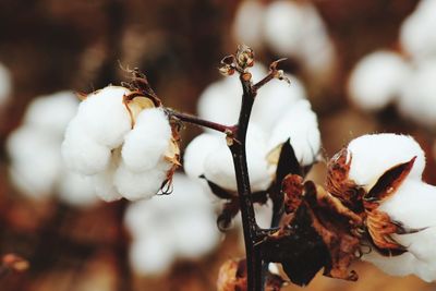 Close-up of cotton plant