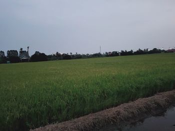 Scenic view of agricultural field against sky