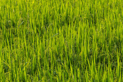 Full frame shot of crops on field