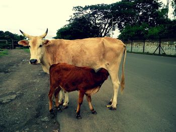 Cow standing on tree