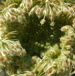 Full frame shot of succulent plants in sea