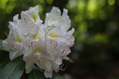 Close-up of white flowers blooming in park