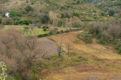 View of an animal on land