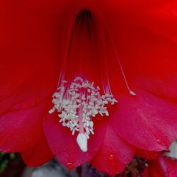 Close-up of red flowering plant