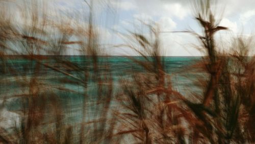 Close-up of grass against sky