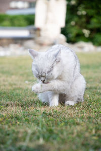 Beautiful light gray scottish kitten washes his paw on a green lawn