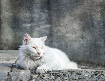 White cat resting on footpath