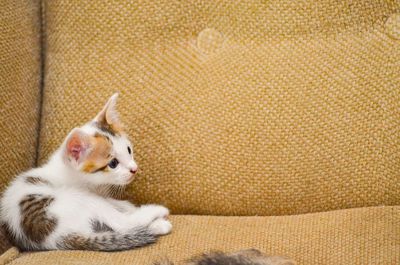 Close-up of cat relaxing on floor