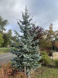 Trees on field against sky