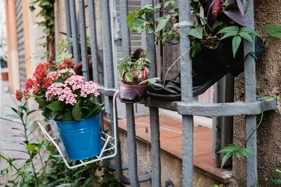 Potted plant in backyard