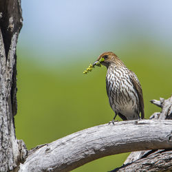 Low angle view of bird perching on tree