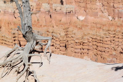 Dead tree on wall during sunny day