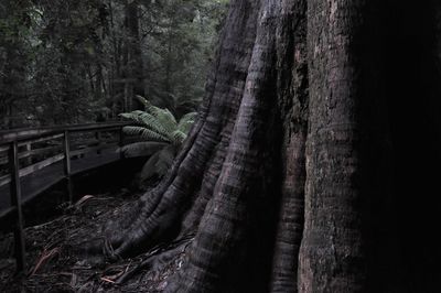 Trees in forest