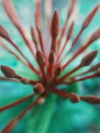 Close-up of flowering plant