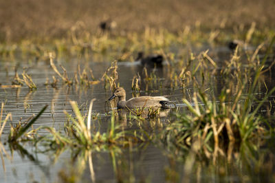 View of birds in water