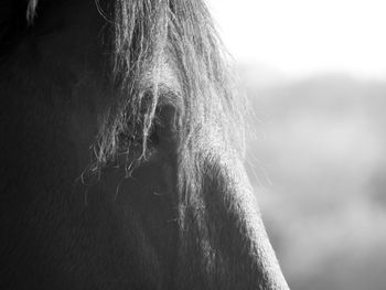 Close-up of a horse