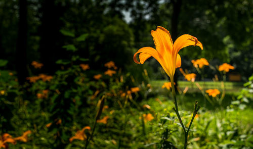 Close-up of flowers blooming in field