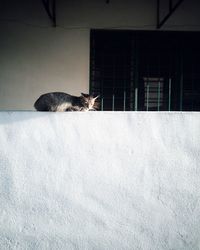 Cat sitting on a wall