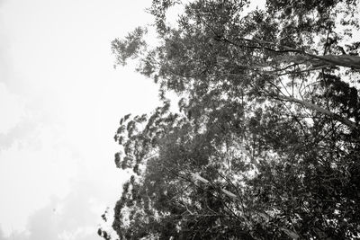 Low angle view of tree against sky