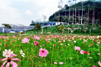 Close-up of pink cosmos flowers blooming on field
