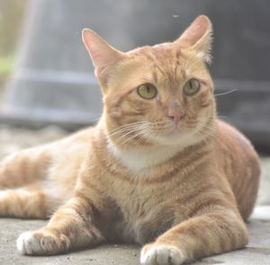 Close-up portrait of a cat