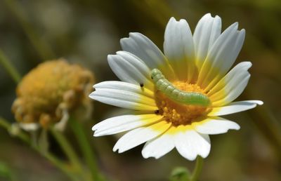 Close-up of yellow flower blooming outdoors