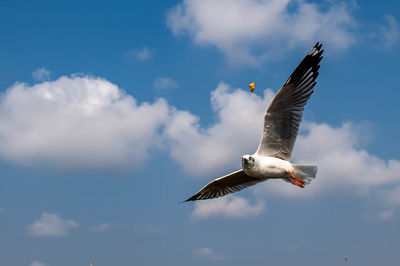 Seagull flying on beautiful blue sky and cloud catching food in the air.