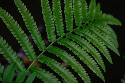 Close-up of fern