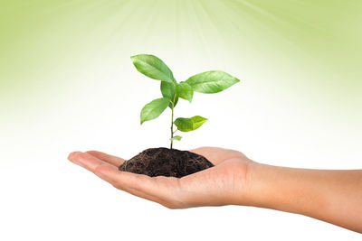 Close-up of hand holding small plant over white background