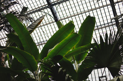 Low angle view of plant in greenhouse