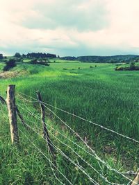 Scenic view of agricultural field against sky