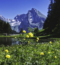 Yellow flowering plants by mountains against sky during winter
