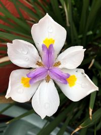 Close-up of flower blooming outdoors