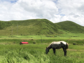 Horse eating grass near the red house on green grassland