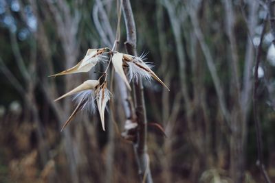 Close-up of wilted plant