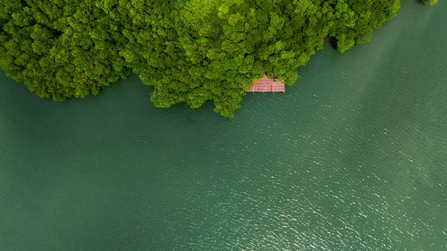 High angle view of green leaves