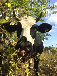 Close-up of cow on field