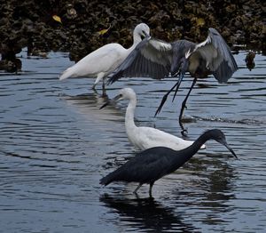 Birds in calm water