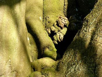 Close-up of rock