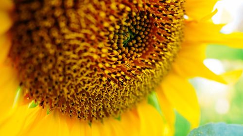 Extreme close-up of sunflower