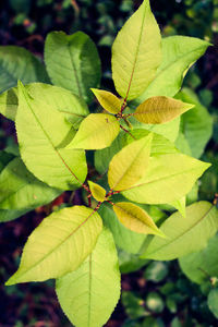 Close-up of green leaves on branch