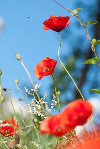 Close-up of red poppy flowers blooming outdoors