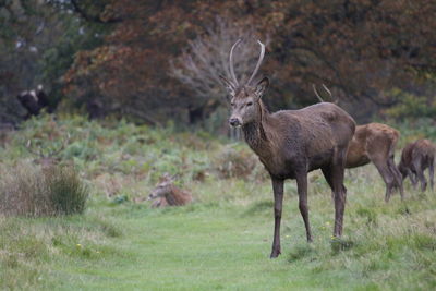 Deer standing in field