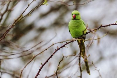 Close-up of parrot perching on branch