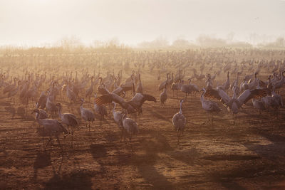 High angle view of cranes on field