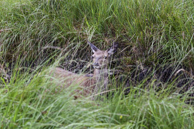 View of deer on grassy field