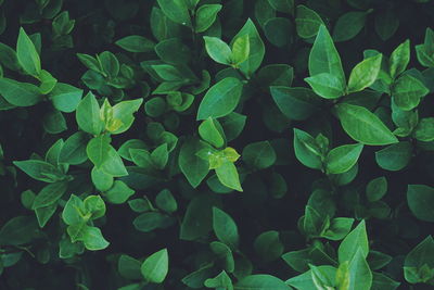 Full frame shot of plants