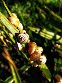 Close-up of snail on plant