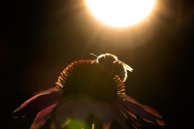 Close-up of flowering plant